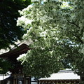 写真: 沙沙貴神社