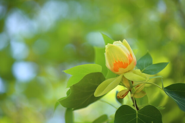 写真: ユリの木の花