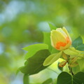 写真: ユリの木の花