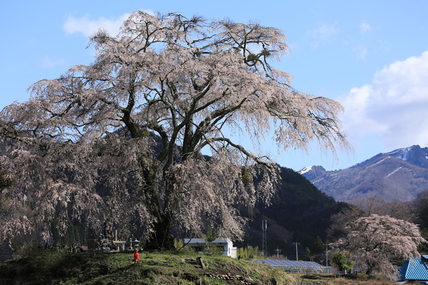写真: 里山に咲く一本桜