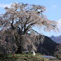 Photos: 里山に咲く一本桜