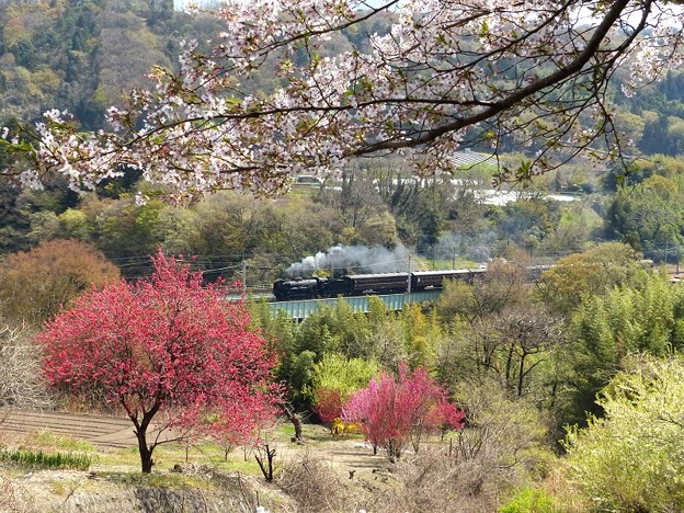 写真: 名残の桜
