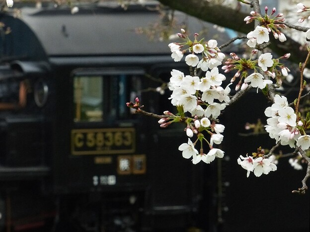 写真: 桜咲く　6カット