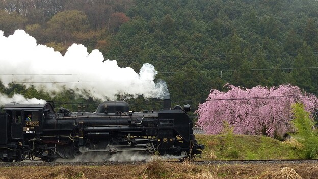 写真: 桜咲く２　６カット