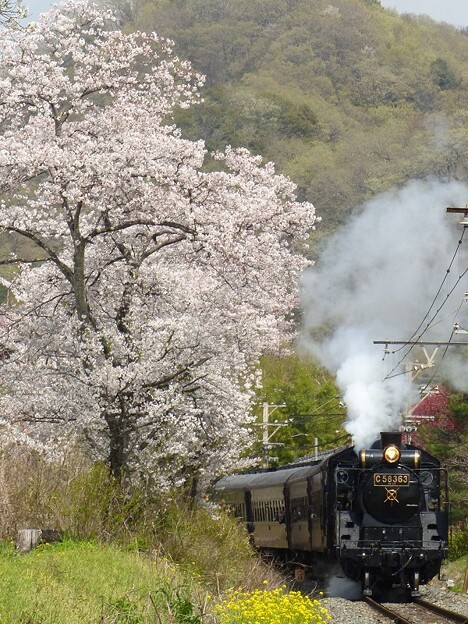 写真: 桜花の旧客２　５カット