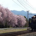 写真: 桜花の旧客　復路５カット