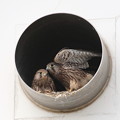 写真: 役場のチョウゲンボウ幼鳥(1)044A1597　4番子と５番子