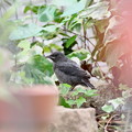 写真: イソヒヨドリ幼鳥(1)FK3A0924