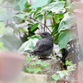 写真: イソヒヨドリ幼鳥(2)FK3A0936