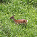 写真: ニホンジカの仔鹿(1)044A2058