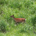 写真: ニホンジカの仔鹿(3)044A2069