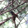 写真: 巣作り２日目のサンコウチョウ♀(2)IMG_1992 by ふうさん