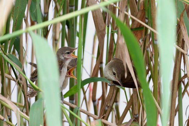 オオヨシキリ幼鳥(1) 親鳥の給餌 FK3A2231