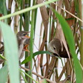 写真: オオヨシキリ幼鳥(1) 親鳥の給餌 FK3A2231