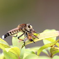 写真: シオヤアブのミツバチ捕食(2)FK3A2687
