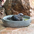写真: イソヒヨドリ♀の水浴び(5)FK3A2121