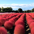 写真: コキア畑の紅葉(1)IMG_1263 by ふうさん
