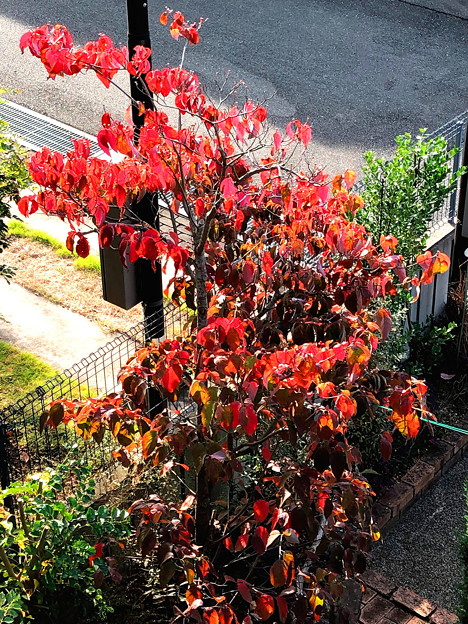 写真: 花水木の紅葉(2)IMG_1491