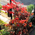 写真: 花水木の紅葉(2)IMG_1491