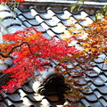 写真: 松尾寺の紅葉(2)FK3A8738