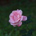 写真: 薔薇「ブライダル・ピンク」FK3A9809