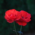 写真: 薔薇「オリンピック・ファイヤー」FK3A9814