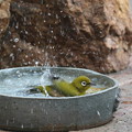 写真: メジロの水浴び(4)FK3A1098