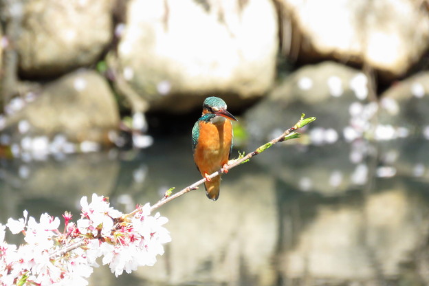 公園の桜カワセミ(1)IMG_4142 by ふうさん