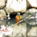 写真: 公園の桜カワセミ(1)IMG_4142 by ふうさん
