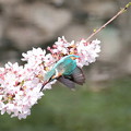 写真: 公園の桜カワセミ(3)FK3A4965