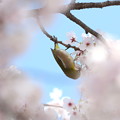 写真: 公園の桜メジロ(4)FK3A5247