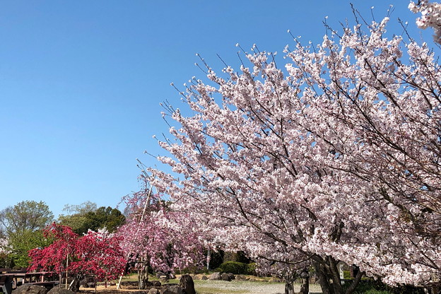 写真: 公園の桜(2)IMG_1935 by ふうさん
