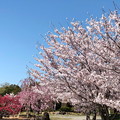 公園の桜(2)IMG_1935 by ふうさん