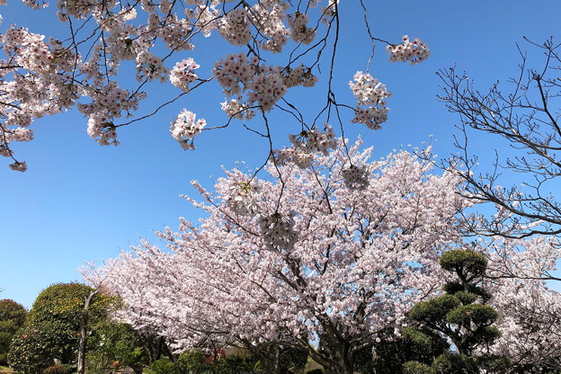 公園の桜(3)IMG_1941