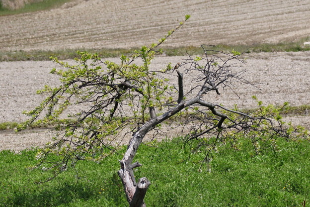 現在のスモモの老木とモズ♂ FK3A5325