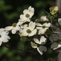 写真: お庭の花水木(2)FK3A6090