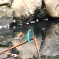 写真: お池のカワセミ♀(4)FK3A5100
