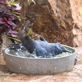 お庭で水浴びするイソヒヨドリ♂(3)019A0159