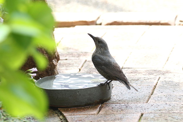 お庭で飲水するイソヒヨドリ♀(1)044A4544