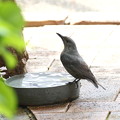 お庭で飲水するイソヒヨドリ♀(1)044A4544