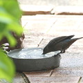 写真: お庭で飲水するイソヒヨドリ♀(2)044A4555