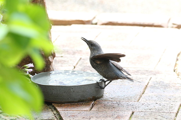 お庭で飲水するイソヒヨドリ♀(3)044A4557