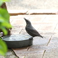 写真: お庭で飲水するイソヒヨドリ♀(4)044A4561