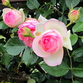 写真: 公園の薔薇「ピエール・ドゥ・ロンサール」(1)IMG_2322