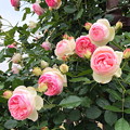 公園の薔薇「ピエール・ドゥ・ロンサール」(2)IMG_2325