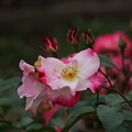 写真: 公園の薔薇園「花霞」(1)044A5133