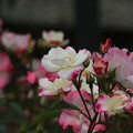 写真: 公園の薔薇園「花霞」(2)044A5129
