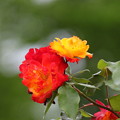 近所の公園の薔薇「ふれ太鼓」(1)044A5137