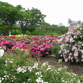 近所の公園の薔薇園 IMG_4468 by ふうさん