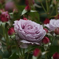 近所の公園の薔薇「ノヴァーリス」(1)044A5150